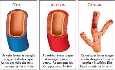 artérias veias capilares vênulas
