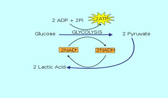 É no metabolismo energético através das reações químicas que permitem que as células produzam novas moléculas para construir sua estrutura, como a membrana citoplasmática ou o núcleo.