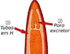 Órgãos e excreção dos nematelmintos
