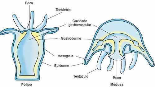Foto de O que é Mesogleia – Função