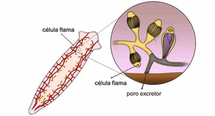 Células-flama também são conhecidas como solenócitos e células-chama