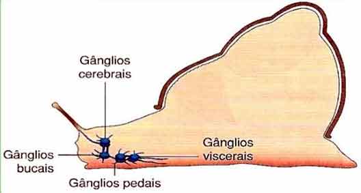 sistema nervoso dos moluscos é do tipo ganglionar