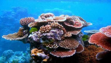 Conheça a importância, exemplos e ameaças aos corais