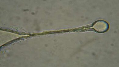 Entenda como uma nematocisto funciona e onde são encontrados