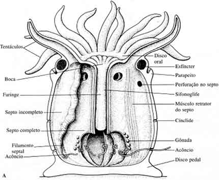 anatomia das anemonas