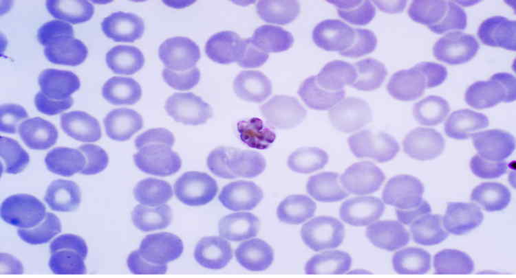 A plazmodium malária merozoiták