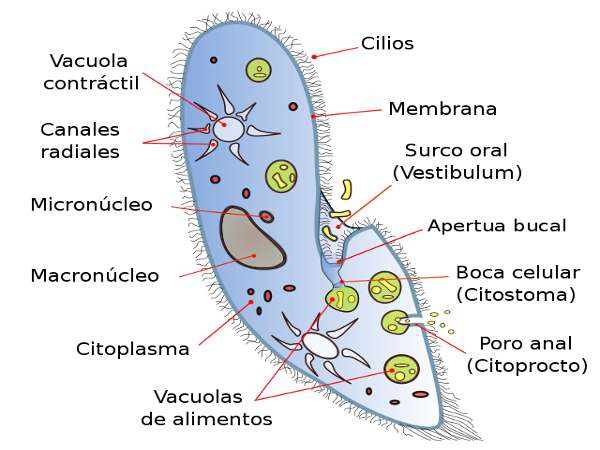 Conheça a estrutura que funciona como uma "boca celular" em alguns tipos de protozoários