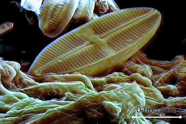 Características, classificação, reprodução, habitat e importância da diatomácea