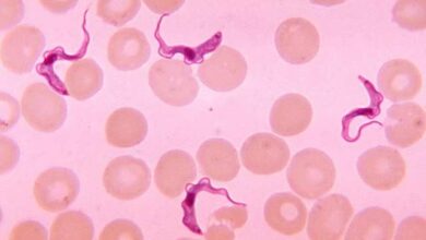 Veja também as principais formas do Trypanosoma cruzi: amastigota, tripomastigota e epimastigota