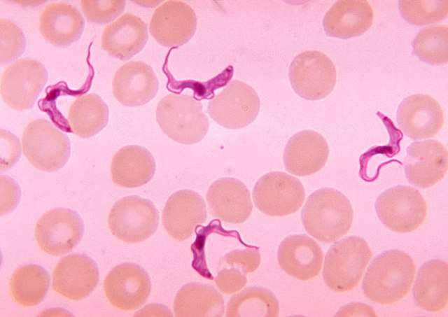 Veja também as principais formas do Trypanosoma cruzi: amastigota, tripomastigota e epimastigota