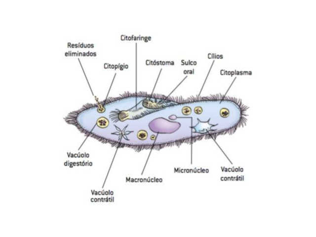 citoprocto citopígio