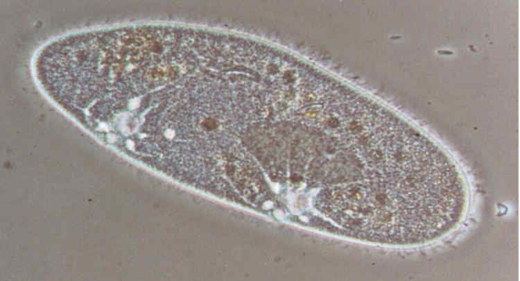 filo ciliophora