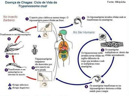Ciclo de vida doença de chagas