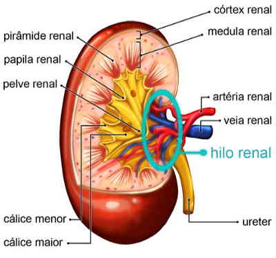 Córtex renal Medula renal Pélvis renal