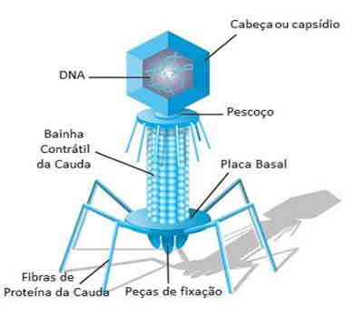 estrutura geral de um bacteriófago
