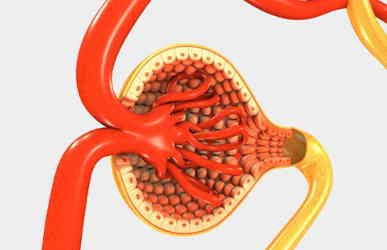 Capsula glomerular - Cápsula renal - Capsula de Bowman