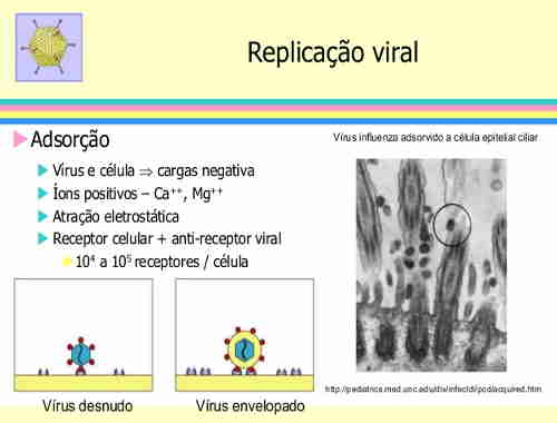 Adsorção viral por interação iônica