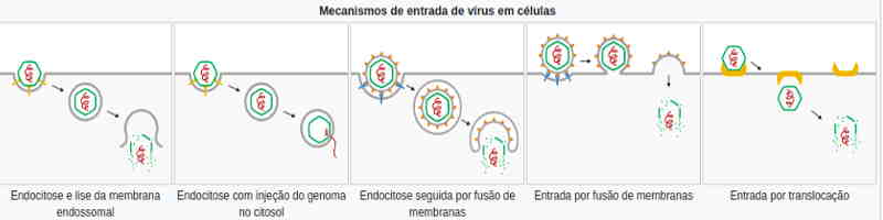 penetração viral por endocitose, entrada por fusão de membranas ou translocação