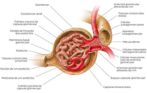 glomérulo é é um conjunto de tufos de capilares