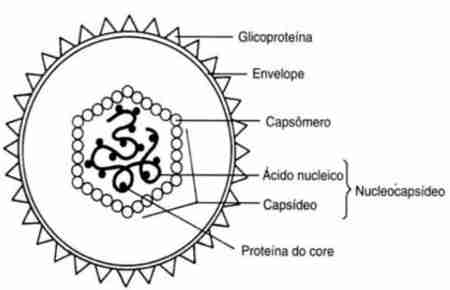 O que é nucleocapsídeo