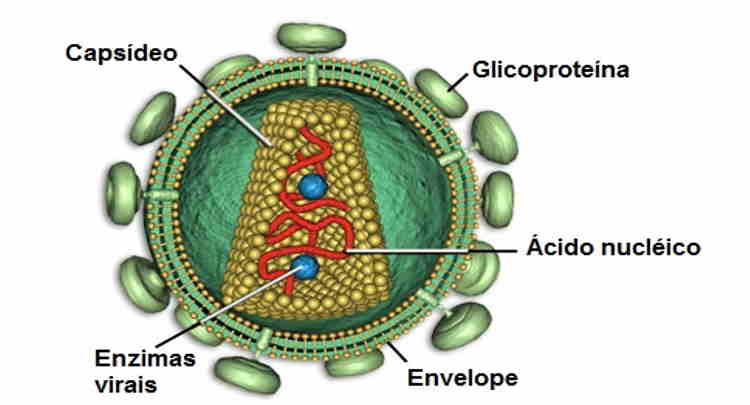 Veja as estruturas virais e qual a função do envelope viral, também conhecido como cápsula viral