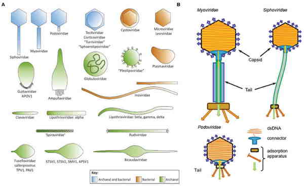 fagos filamentosos, fagos com envelope viral contendo lipídios e fagos com lipídios no invólucro das partículas