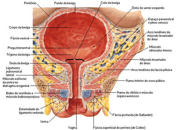 Fig 2 - Características anatômicas da bexiga.