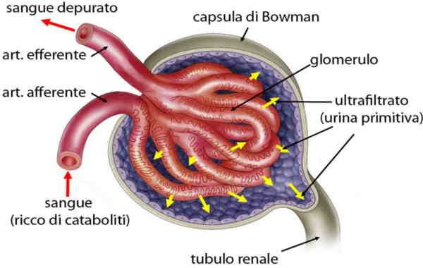 cápsula de Bowman - Glomerulo