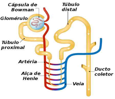 Néfron simplifica: do Alça de henle, tubo coletor proximal, tubo coletor distal, ducto coletor