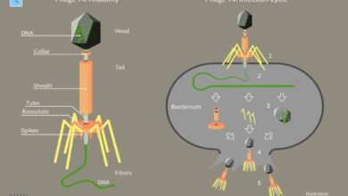 Vírus bacteriófagos: estrutura, ciclo de vida, características