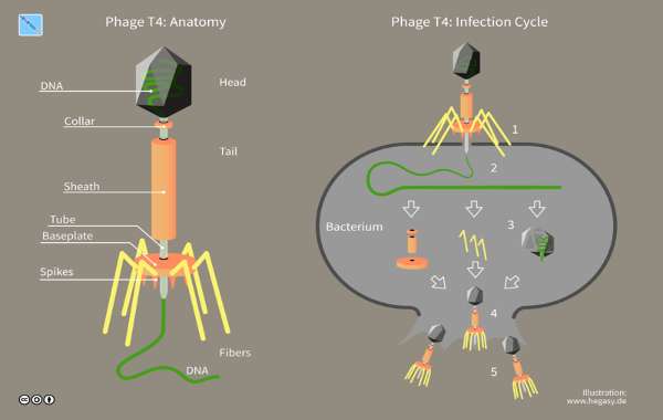 Vírus bacteriófagos: estrutura, ciclo de vida, características