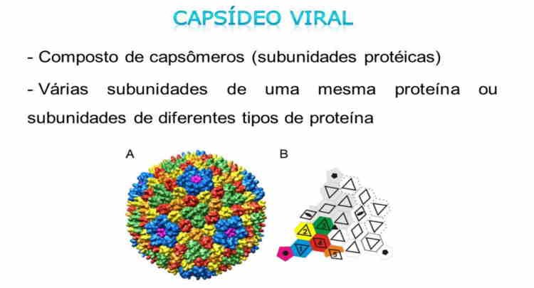 Estrutura e montagem do capsídeo viral