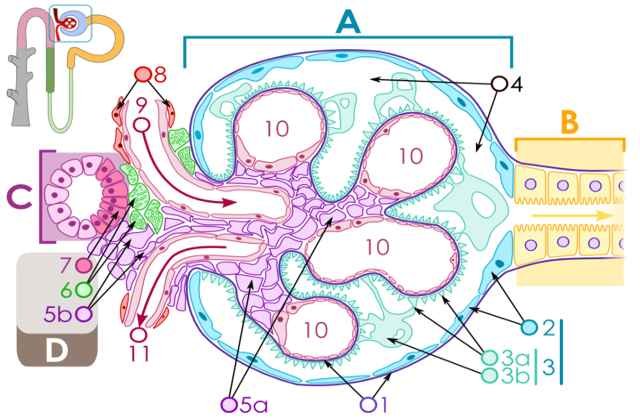 Entenda como funcionam os glomérulos e como se forma o filtrado glomerular
