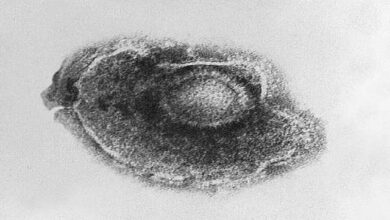 Entenda com um vírus consegue passar para o interior de uma célula hospedeira