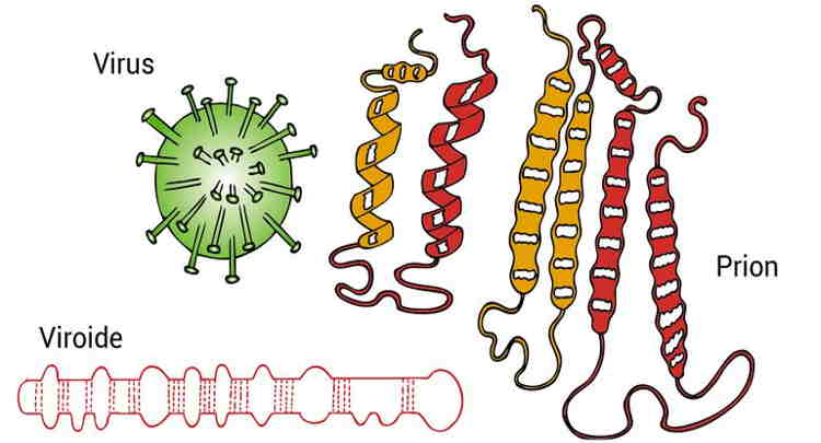 Características e estrutura de um viroide