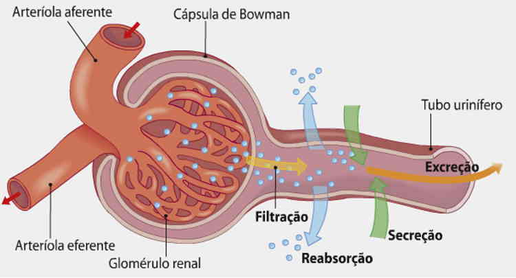 Entenda como funcionam os glomérulos e como se forma o filtrado glomerular