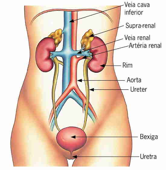 Forma e anatomia da bexiga urinária