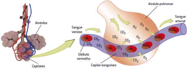 Ductos alveolares