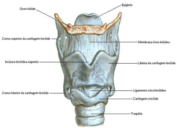 cartilagem tireóidea