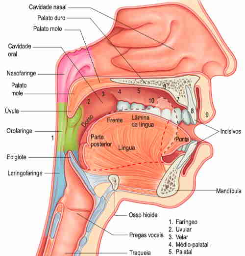 faringe (nasofaringe) laringe traqueia