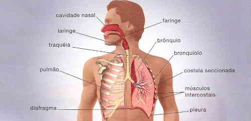 anatomia com as principais estruturas e órgãos do sistema respiratório