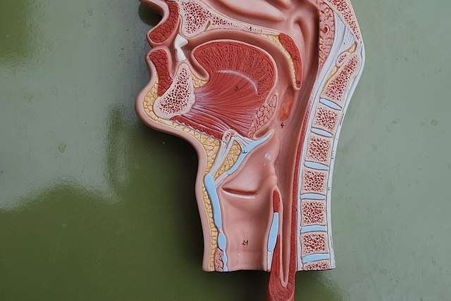 Faringe: função, anatomia – Resumo