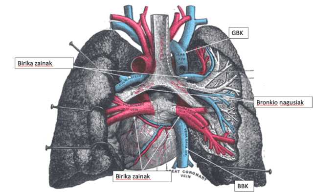 Características, fisiologia e anatomia