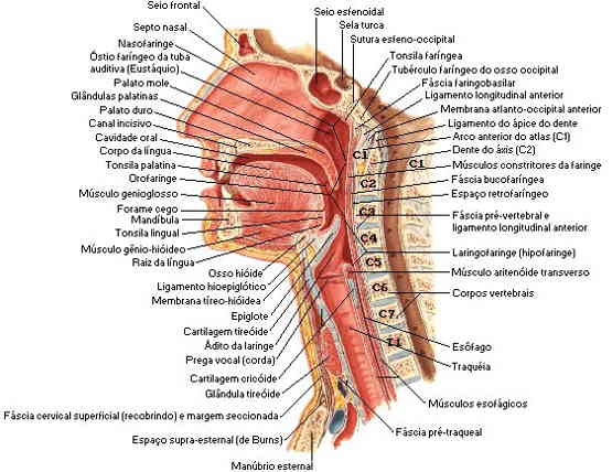Anatomia da faringe
