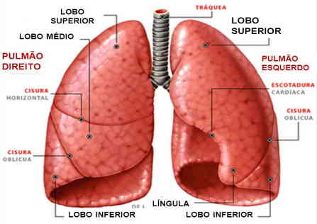 pleura pulmão fisiologia