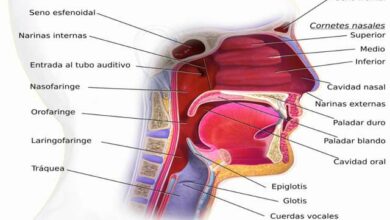 Orofaringe: Anatomia Função e localização