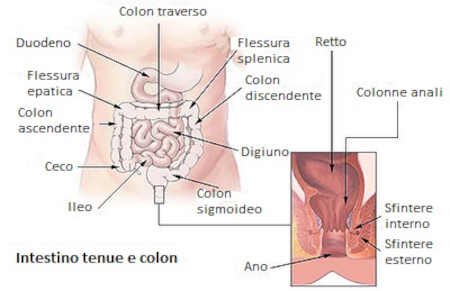 Entenda os processos o que ocorre em cada uma das partes do intestino grosso