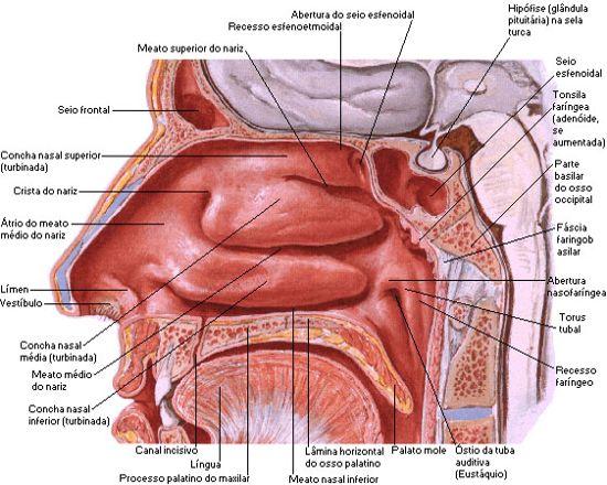 cavidade nasal anatomia das fossas nasais