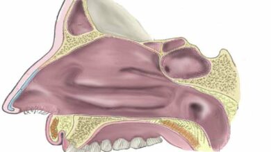 Anatomia 3d cavidade nasal