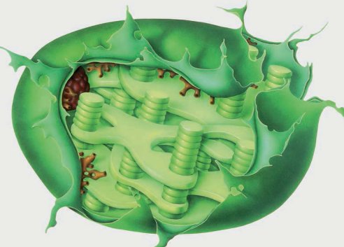Esquema de estrutura interna de um cloroplasto